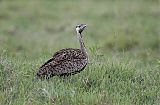 Black-bellied Bustard